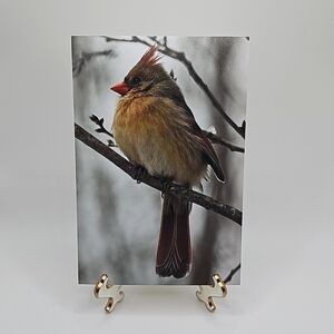 4x6 Cardinal‎ Art Painting Print